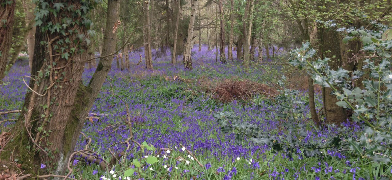 Annual Parish Meeting 9th June @ 7pm Village Hall